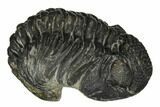 Wide, Curled Pedinopariops Trilobite #171575-5